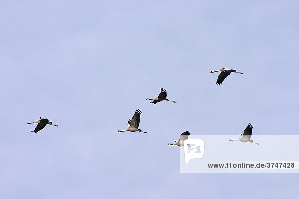 Common Cranes (Grus grus)  passage of birds  Lac Du Der  France  Europe
