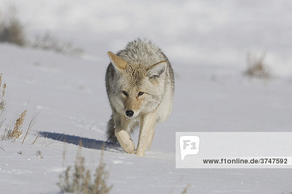 Kojote (Canis latrans)  Alttier im Schnee  Yellowstone-Nationalpark  Wyoming  USA