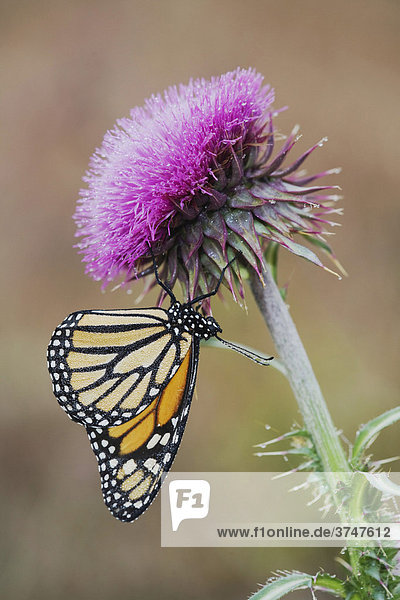 Monarchfalter (Danaus plexippus)  taubedecktes Alttier auf Distel  Bandera  Hill Country  Texas  USA