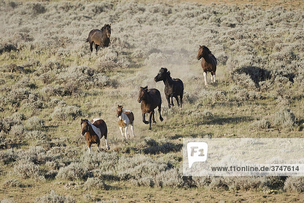 Mustange (Equus caballus)  laufende Herde  Pryor Mountain Wild Horse Range  Montana  USA