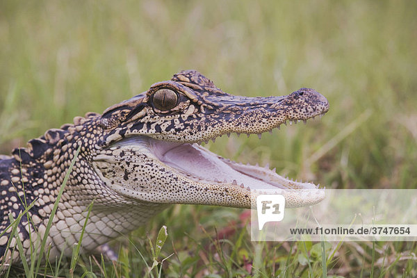 Mississippi-Alligator (Alligator mississippiensis)  Jungtier mit geöffnetem Maul im Gras  Sinton  Corpus Christi  Texas  USA