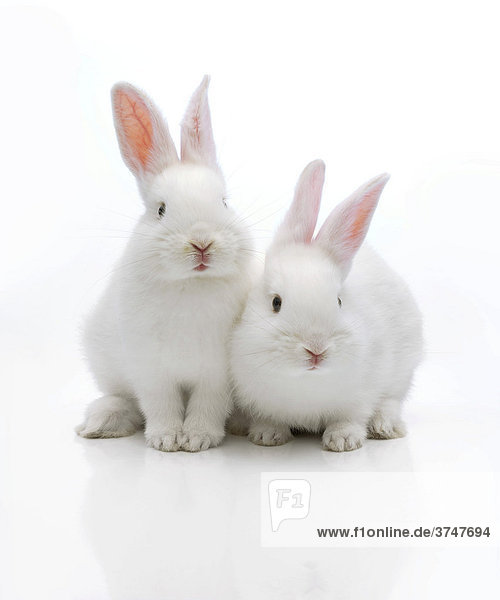 Zwei weiße Kaninchen