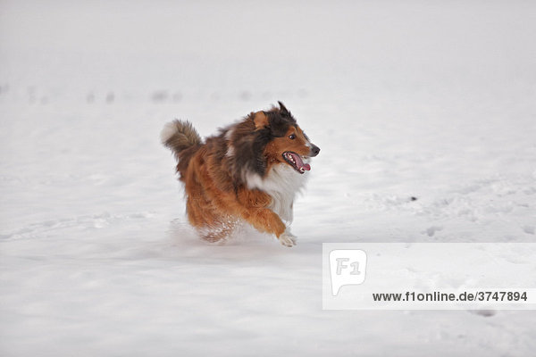 Hund  Mischling  Berner Sennenhund  Collie  Schnee