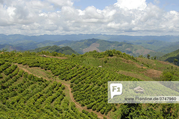 Teeplantage in Berglandschaft  Phongsali Provinz  Laos  Südostasien