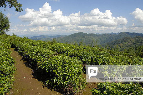Teeplantage in Reihen in Berglandschaft  Phongsali Provinz  Laos  Südostasien