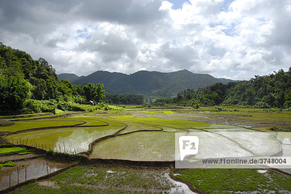 Frisch gepflanzter Nassreis im terrassierten Reisfeld beim Dorf Ban Xieng Fa der Tai Lue Ethnie  bei Boun Neua  Phongsali Provinz  Laos  Südostasien