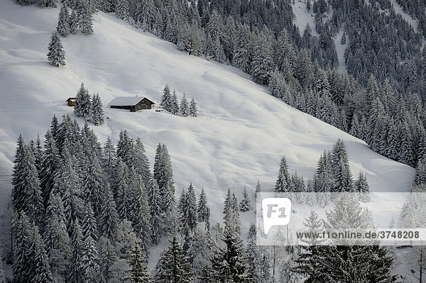 Verschneite Berghütte im Winterwald  Balderschwang  Oberallgäu  Bayern  Deutschland  Europa