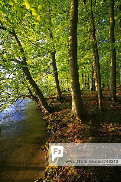 Evening atmosphere on the Plauer See Lake  old Beech trees (Fagus sylvatica) on the banks of the lake  Mecklenburg Lake District  Mecklenburg-Western Pomerania  Germany  Europe