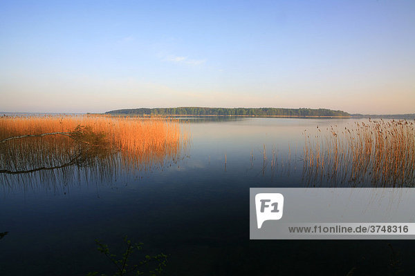 Morgenstimmung am Plauer See  Mecklenburgische Seenplatte  Mecklenburg-Vorpommern  Deutschland  Europa