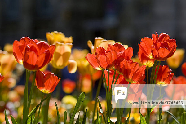 Tulips (Tulipa)