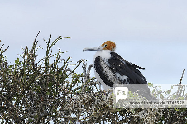 Junger Bindenfregattvogel (Fregata minor)  auf Nest sitzend  Insel Nord Seymour  Galapagos  Ecuador  Südamerika