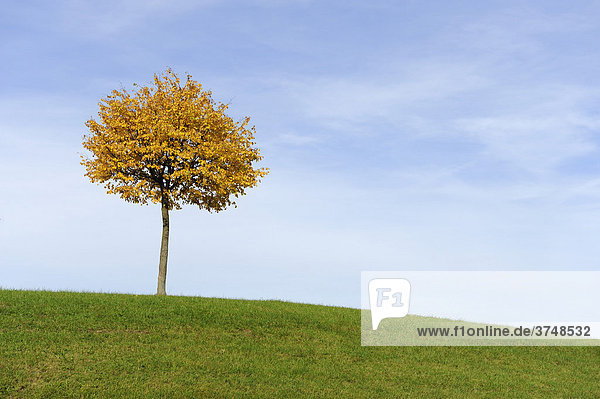 Linde (Tilia) in den Farben des Herbstes  Klausenpass  Schweiz  Europa