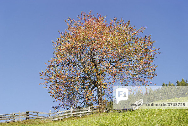 Kirschbaum (Prunus avium) in Herbstfärbung auf Bergweide neben Holzzaun  Alpbach  Tirol  Österreich  Europa