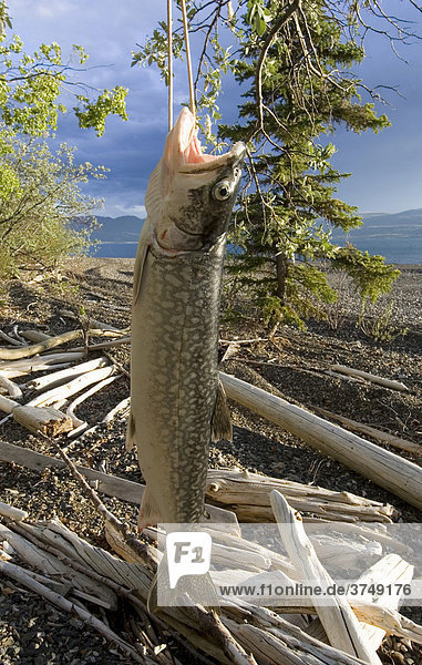 Beute eines Fischers  Amerikanischer Seesaibling (Salvelinus namaycush)  Strand von Lake Laberge See  Yukon  Kanada  Nordamerika