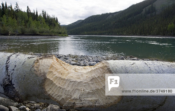 Beißspuren eines Bibers im Holz  Strand von Thirty Mile River  Yukon Fluss  Yukon  Kanada  Nordamerika
