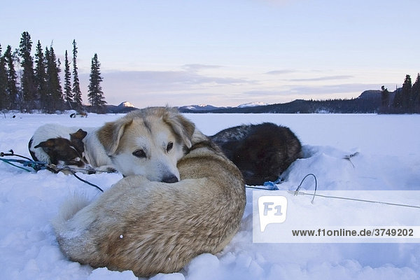 Zusammengerollte Schlittenhunde  die sich im Schnee ausruhen  Morgendämmerung  Yukon-Territorium  Kanada  Nord Amerika