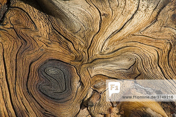 Weather-beaten  weathered wood structure  Alpine Fir stump (Abies lasciocarpa)  Yukon  Canada  North America