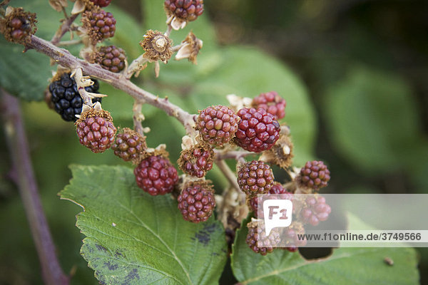 Brombeeren (Rubus pensilvanicus)  Apulien  Süditalien  Europa