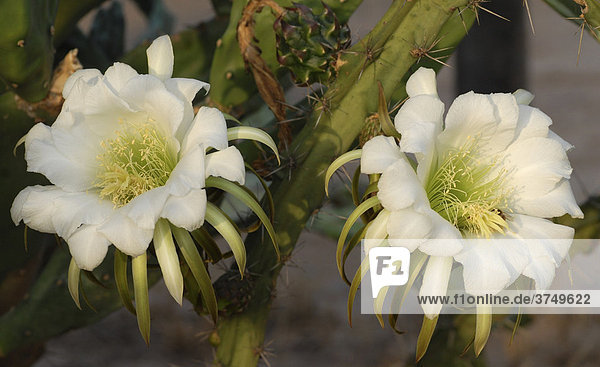 Zwei Blüten der Königin der Nacht (Harrisia pomanensis) in der Morgensonne  Gran Chaco  Paraguay  Südamerika