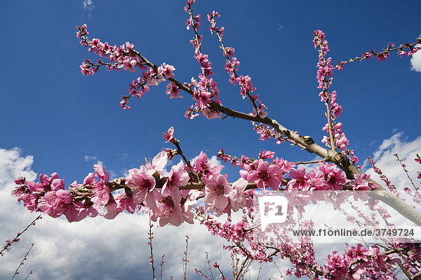 Mandelbaumblüte (Prunus dulcis)  Provence  Südfrankreich  Frankreich  Europa