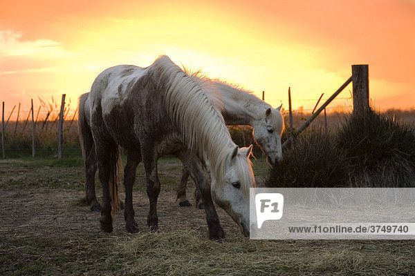 Camarguepferde bei Sonnenuntergang  Camargue  Südfrankreich  Frankreich  Europa