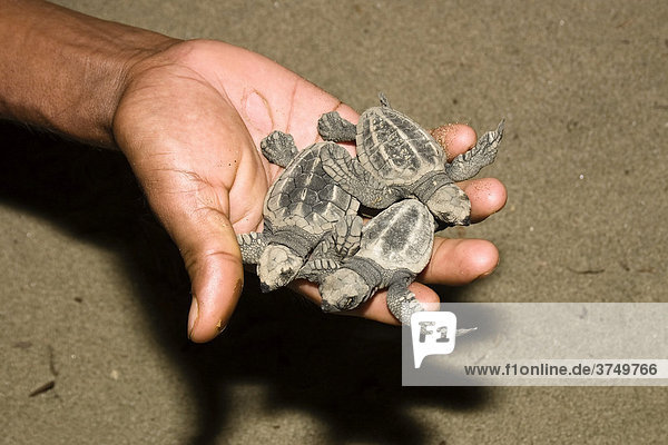 Recently hatched turtles on the palm of a hand  Olive Ridleys (Lepidochelys olivacea)  Cutbert Bay  Andaman Islands  India  South Asia
