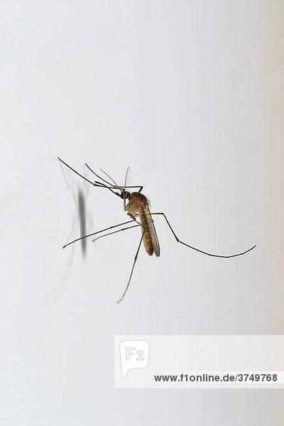 Tropische Stechmücke an weißer Wand  Andamanen  Indien  Südasien