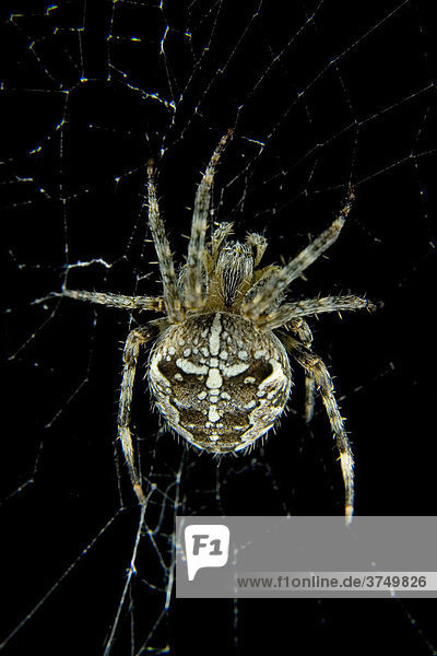 Gartenkreuzspinne (Araneus diadematus) im Netz