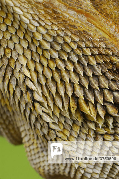 Bartagame (Pogona vitticeps)  Nahaufnahme der Stacheln und Reptilienschuppen