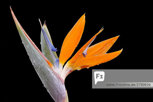 Bird of Paradise (Strelitzia) photographed in Cyprus  Europe