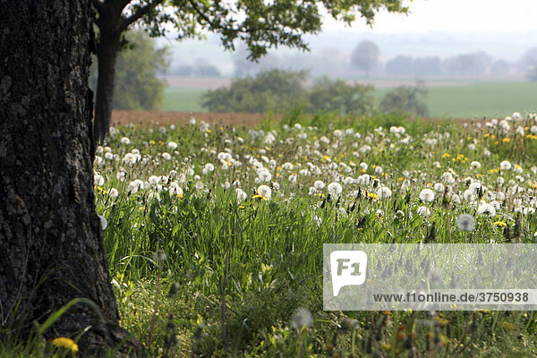 Dandelion meadow (Taraxacum)  full of dandelion clocks