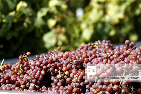 Grapes harvested for the production of Gewuerztraminer wine  southern Palatinate region  Rhineland-Palatinate  Germany  Europe