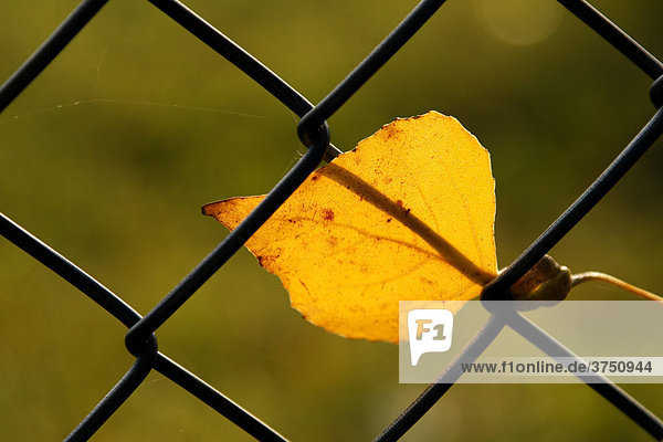 Autumn leaf caught in a chain-link fence