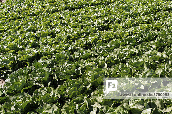 Lettuce field  Southern Palatinate  Rhineland-Palatinate  Germany  Europe