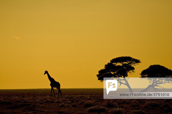 Giraffe (Giraffa camelopardalis) im Sonnenaufgang  Etosha Nationalapark  Namibia