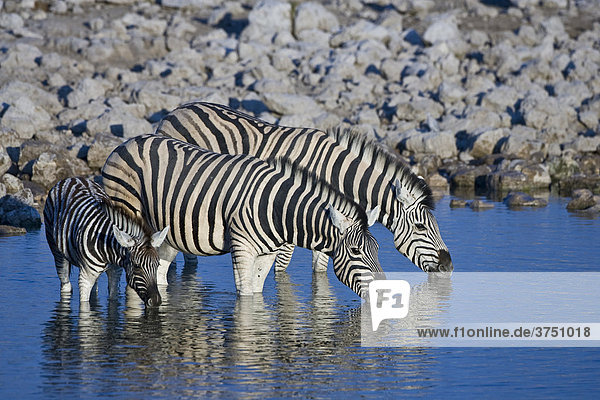 Zebras (Equus) am Wasserloch  Okaukuejo  Etosha Nationalpark  Namibia