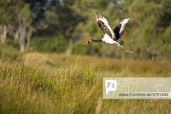 Fliegender Sattelstorch (Ephippiorhynchus senegalensis)  Okavango Delta  Botswana  Afrika