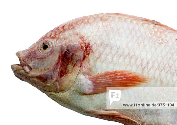 Fish - red snapper