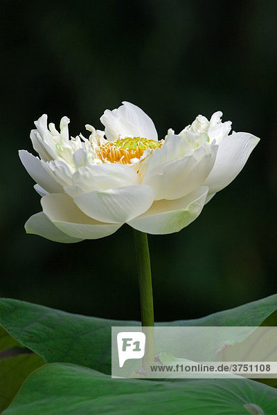 Weiße ägyptische Lotosblume (Nymphaea lotus)