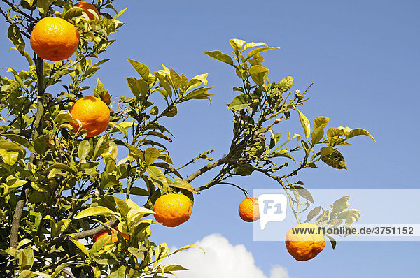 Mandarinen (Citrus reticulata)  Mandarinenbaum  La Nucia  Alicante  Costa Blanca  Spanien