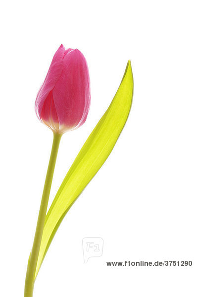 Tulpe (tulipa)