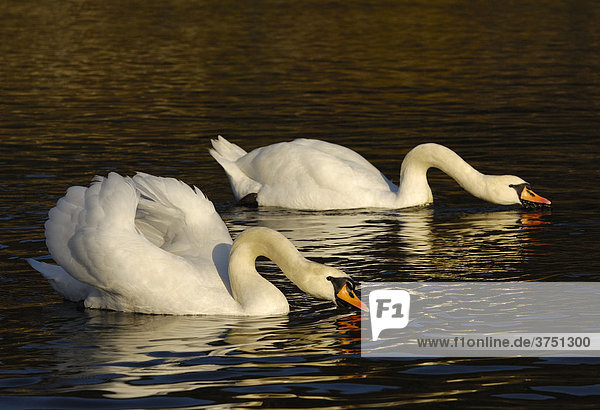 Mute Swans (Cygnus olor)