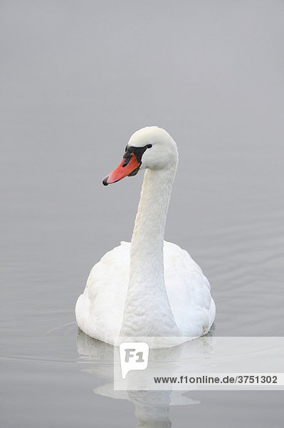 Mute Swan (Cygnus olor)