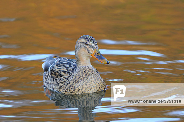 Mallard Duck (Anas platyrhynchos)  mixed breed resembling a domestic mire duck