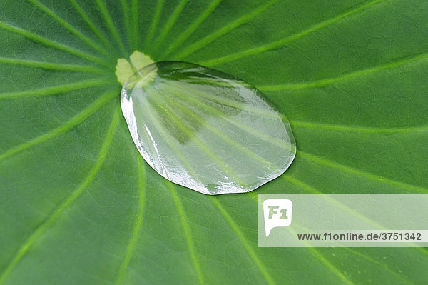 Water on a Lotus (Nelumbo) leaf