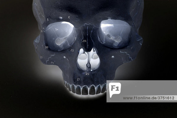 Menschlicher Schädel in Form einer Röntgenaufnahme