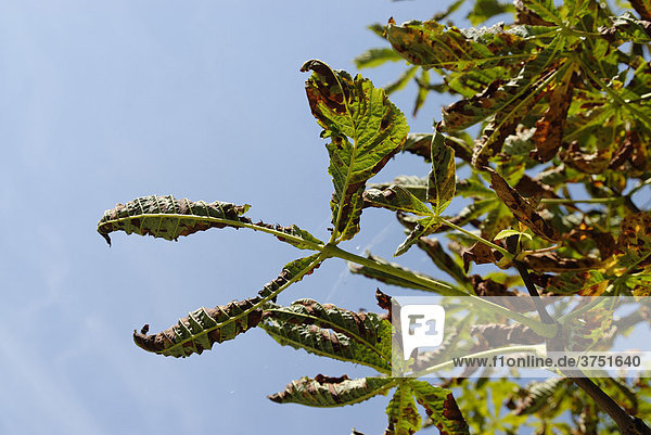 Kastanienblätter befallen von der Miniermotte  Rosskastanienminiermotte (Cameraria ohridella)
