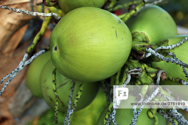 Kokosnüsse an einer Palme  Ferieninsel Kho Phangan  Thailand