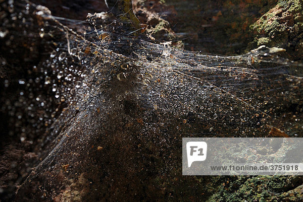 Tautropfen in einem Spinnennetz  Angkor  Kambodscha