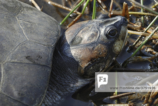 Kopf einer Terekay-Schienenschildkröte (Port: Tartaruga  Podocnemis unifilis)  Amazonasbecken  Brasilien